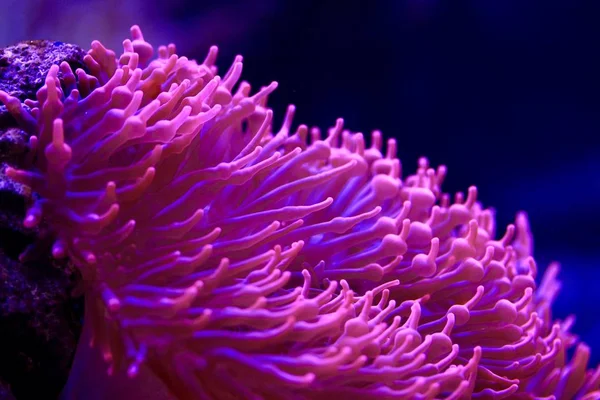 Tle Różowy Morskiego Anemonu — Zdjęcie stockowe