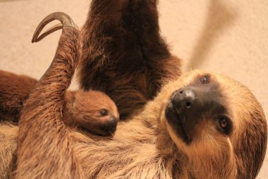 sloth: mother with baby clipart