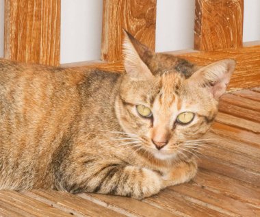 Ahşap sandalye üzerinde kahverengi yerli kedi