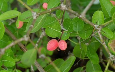 Bir ağacın yaprağı ile Karonda meyve
