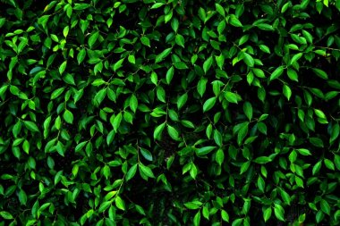 Dikey soyut yeşil desen arka plan bırakır