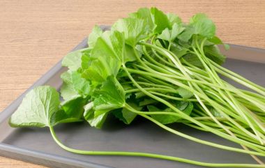 Gotu Kola veya Centella Asiatica bitki bir tepsi