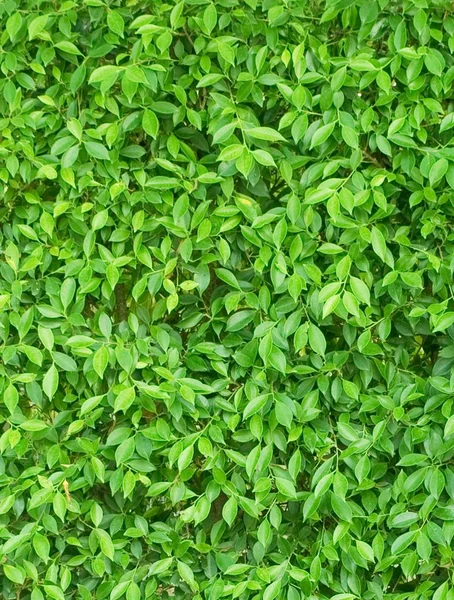 Colore verde dello sfondo delle foglie verticali — Foto Stock