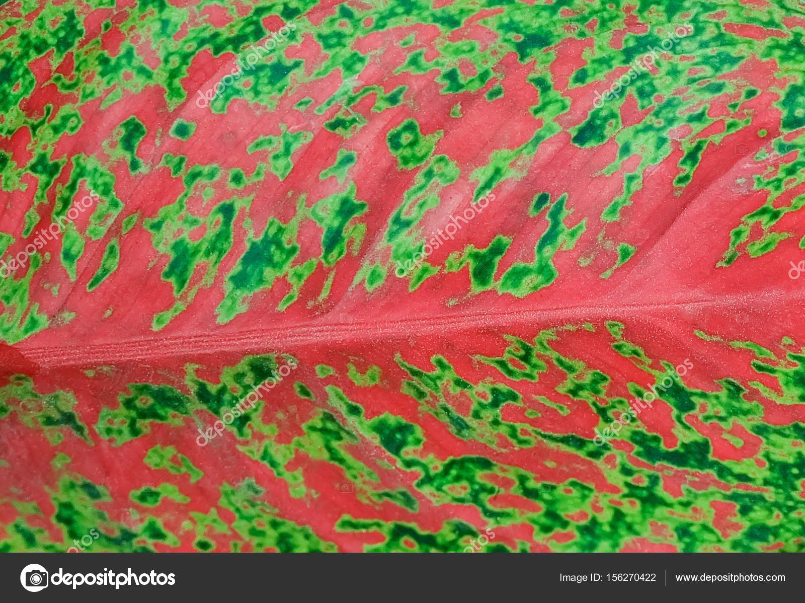 Horizontal Of Pink Dieffenbachia Leaf Textured Background Stock Photo Image By C Arayabandit Horizontal Of Pink Dieffenbachia Leaf Textured Background Stock Photo Image By C Arayabandit