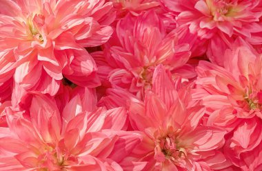 Arka plan güzel pembe yapay Aster çiçek