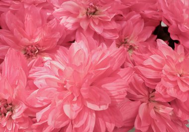 Arka plan güzel pembe yapay Aster çiçek