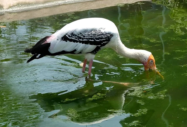 Cigüeñas pintadas Búsqueda de peces en aguas poco profundas — Foto de Stock