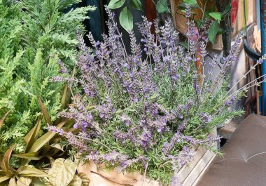 Ahşap bir tencerede mor lavanta çiçek demet