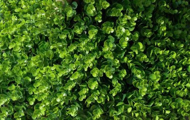 Yeşil soyut yaprak yatay arka plan deseni