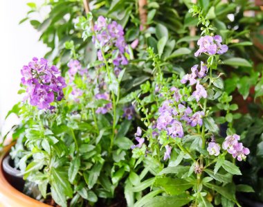 Mor adaçayı çiçekler veya Salvia Officinalis çiçek