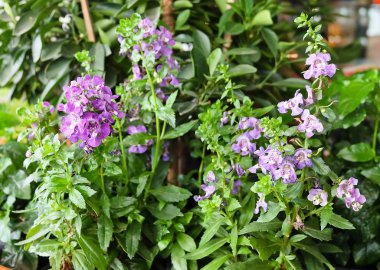 Mor adaçayı çiçekler veya Salvia Officinalis çiçek