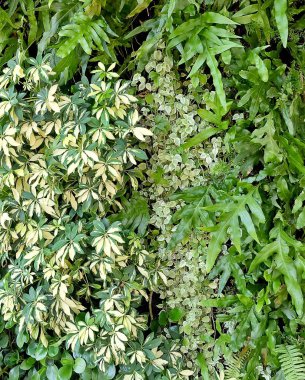 Schefflera Actinophylla, eğrelti otları ve tırmanma bitkiler dikey duvar