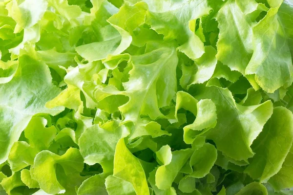 Közelkép a zöld tölgy levelek saláta háttér — Stock Fotó