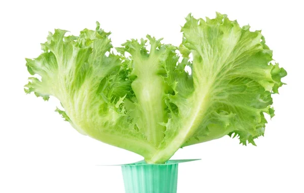 Frischer grüner Eichensalat im grünen Topf — Stockfoto