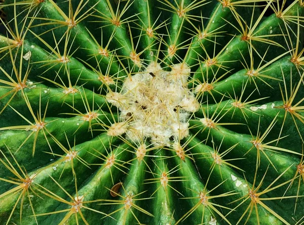 Close Up de uma planta de cacto verde — Fotografia de Stock