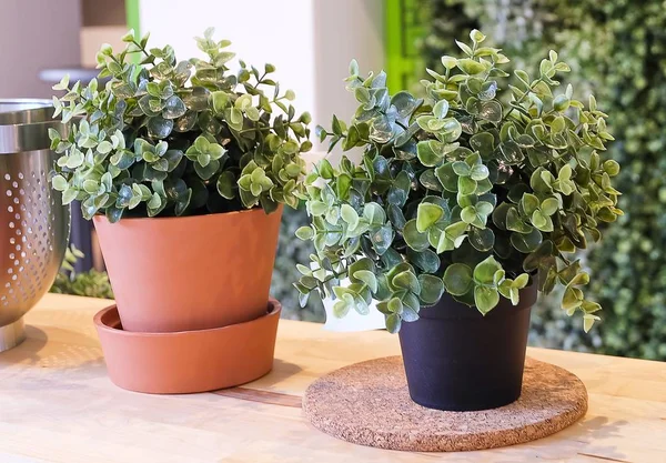 Plantas artificiais em vaso cerâmico e vaso de plástico — Fotografia de Stock