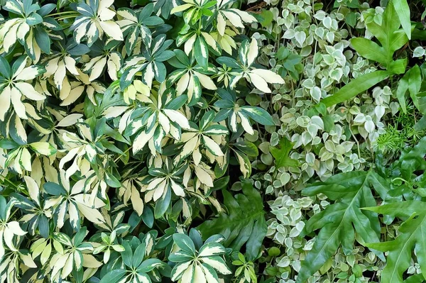 Dinding Schefflera Actinophylla, Ferns and Climbing Plants — Stok Foto