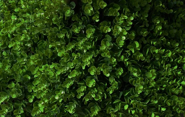 Soyut koyu yeşil renk arka plan bırakır