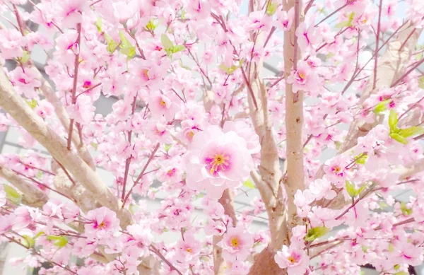 Flores artificiales Sakura para decorar estilo japonés — Foto de Stock