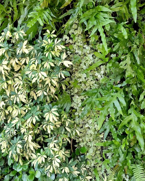 Schefflera Actinophylla, eğrelti otları ve tırmanma bitkiler dikey duvar — Stok fotoğraf