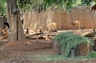 Karaca zeminde oturma grubu