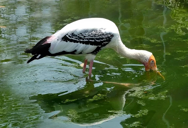 Cigognes peintes Recherche de poissons dans les eaux — Photo