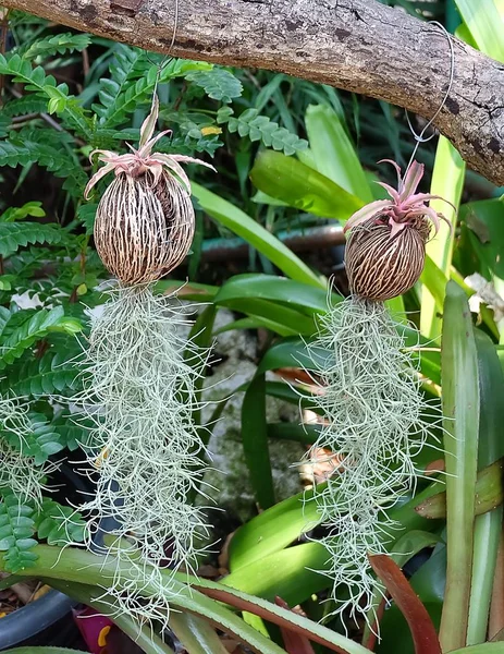 Tillandsia Usneoides Ornamental Plants or Spanish Moss — Stok Foto