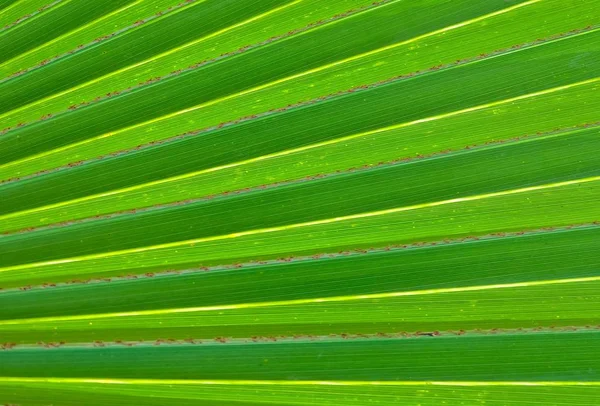 The Horizontal of Green Palm Leaf Textured Background — Stock Photo, Image