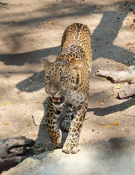Ενηλίκων Jaguar ή Panthera Onca στο Safari — Φωτογραφία Αρχείου