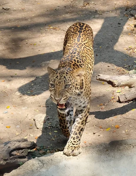 Jaguar adulto o Panthera Onca en Safari —  Fotos de Stock