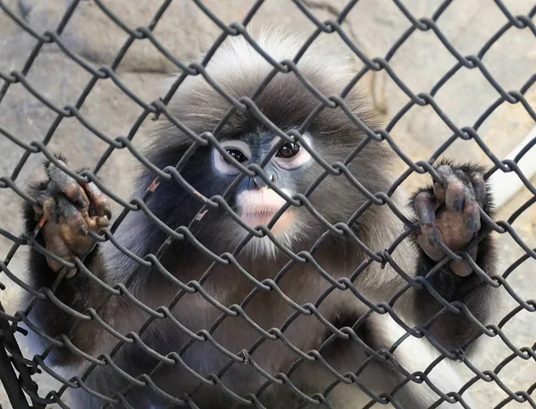 Langur ή φύλλων μαϊμού μέσα στο κλουβί — Φωτογραφία Αρχείου