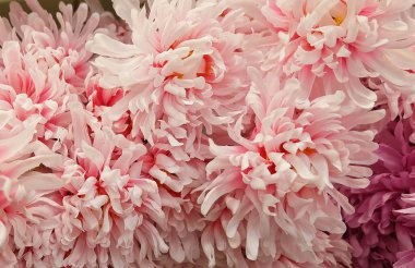 Arka plan yapay pembe krizantem çiçek