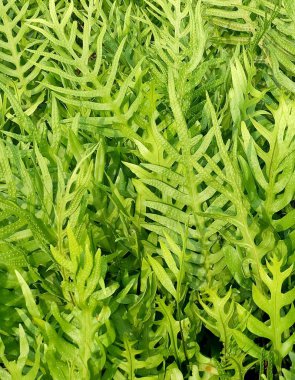 Polypodium Diversifolium yatay dokulu arka plan