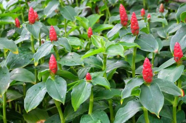 Yatay arka plan deseni Costus Woodsonii çiçek