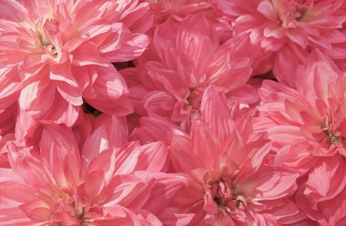 Arka plan güzel pembe yapay Aster çiçek