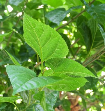 Dut veya şube Morus yapraklarda