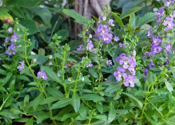 紫花或丹参花 — 图库照片