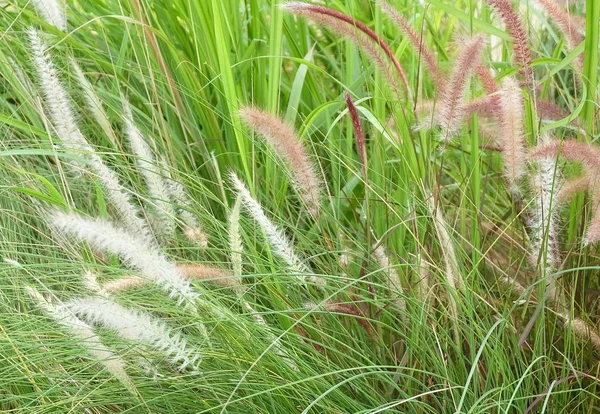 Łąka trawa misji lub Pennisetum z kwiatem — Zdjęcie stockowe