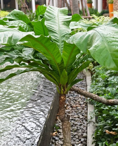 Schöne grüne Pflanze im Gartenhaus — Stockfoto