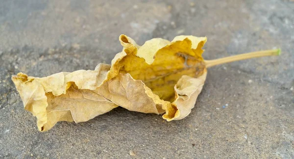 Amarelo Seco Folha Lay no chão — Fotografia de Stock