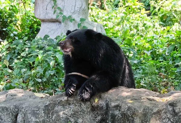 Asiatischer Schwarzbär sitzt auf einem Felsen — Stockfoto