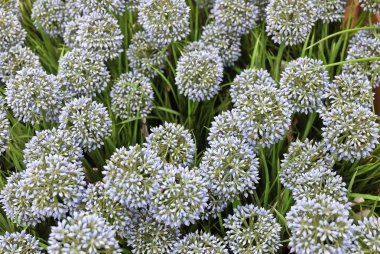 Mavi yapay dev soğan çiçek veya Allium Giganteum