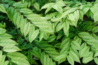 Yeşil dikey dokulu arka plan bırakır