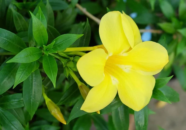 緑の葉と花の黄色のセージ ローズ — ストック写真
