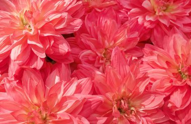 Arka plan güzel pembe yapay Aster çiçek