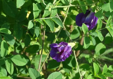 Asma güzel menekşe kelebek bezelye çiçekler