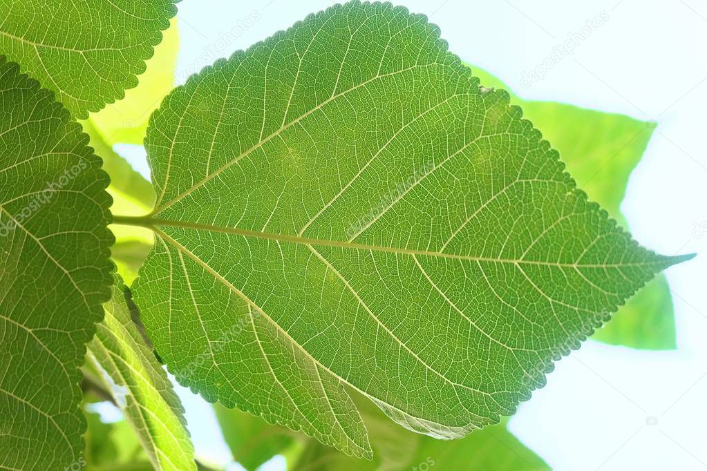 Mulberry Leaves or Morus Branch on The Tree