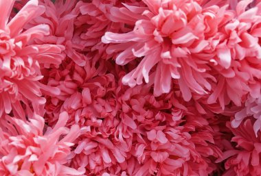 Arka plan yapay pembe krizantem çiçek