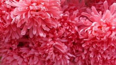 Arka plan yapay pembe krizantem çiçek