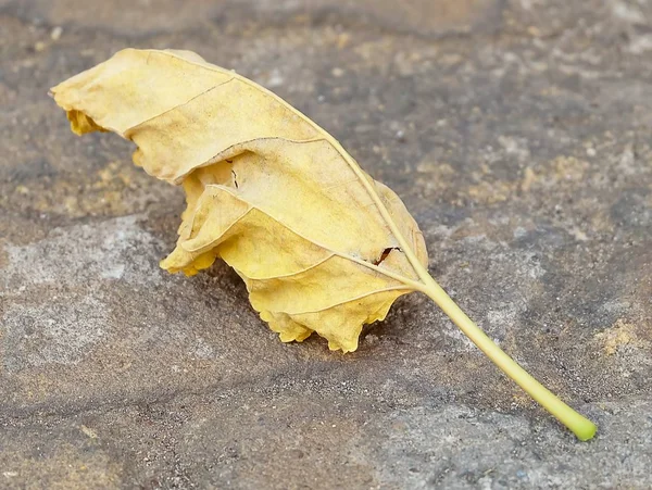 Folha seca amarela que coloca no assoalho — Fotografia de Stock
